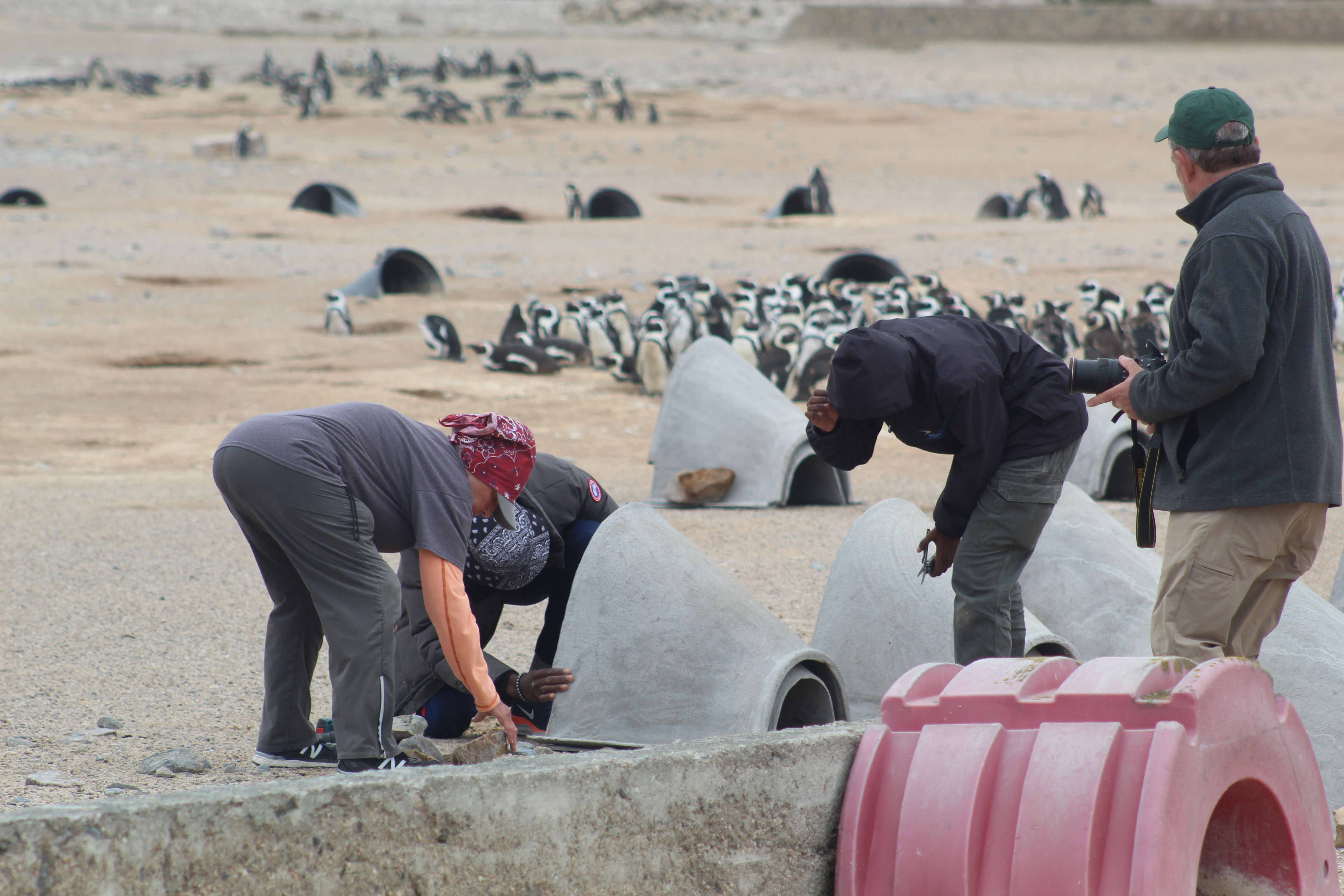 Team deploying and installing 25 artificial nest boxes