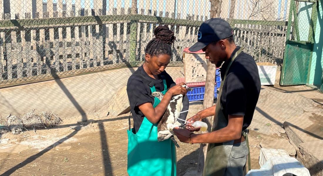NAMCOB Scientists serving as Seabird Rangers Karin Moses and Natanael Hangula.