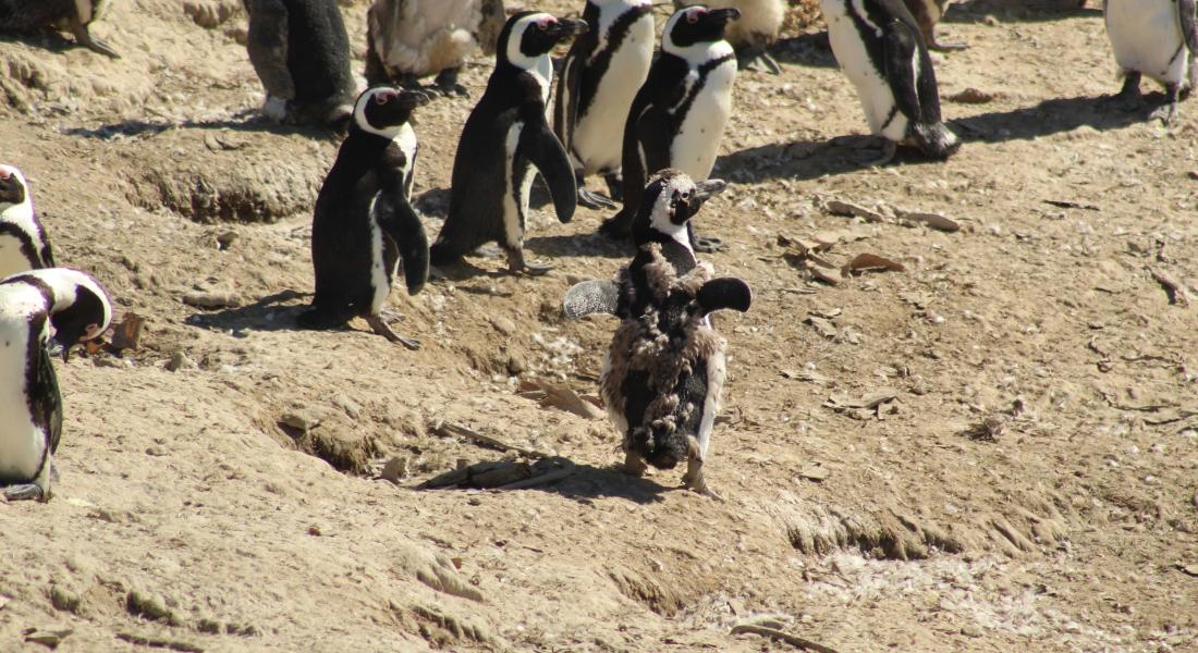 African Penguins on Halifax