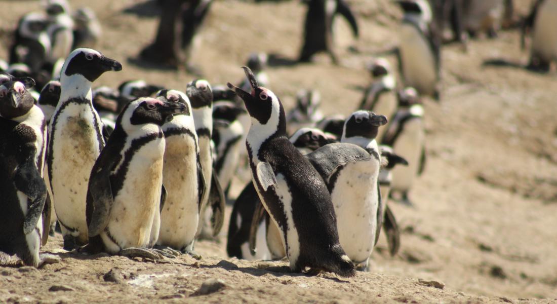 African Pengiuns on Halifax