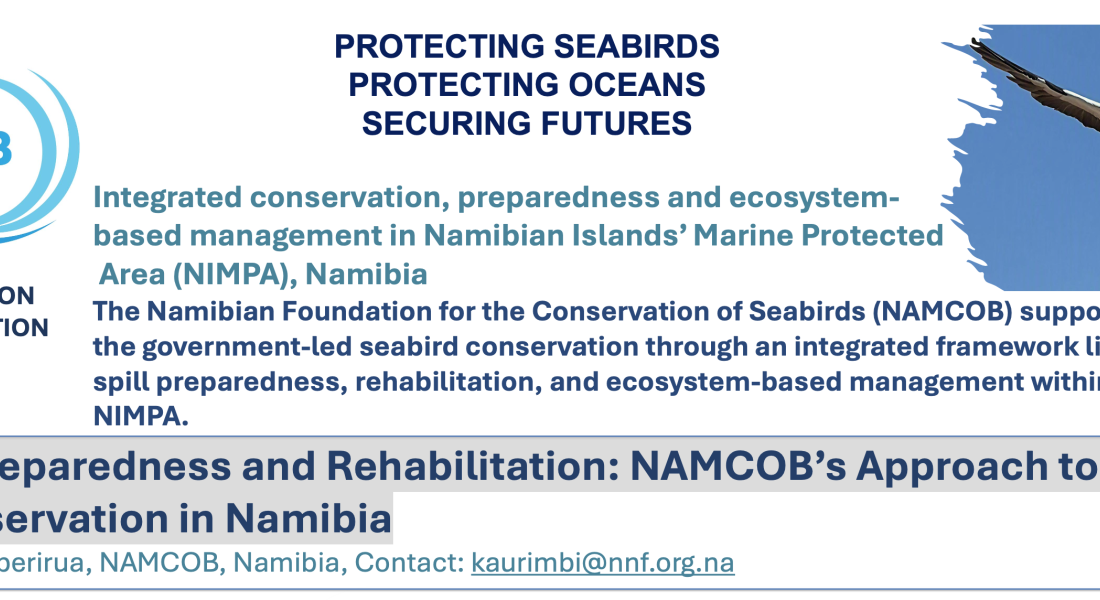 Integrating Preparedness and Rehabilitation: NAMCOB’s Approach to African Penguin Conservation in Namibia