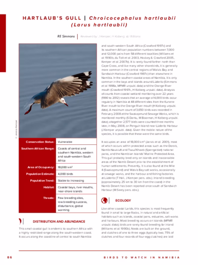 107-Hartlaubs_Gull