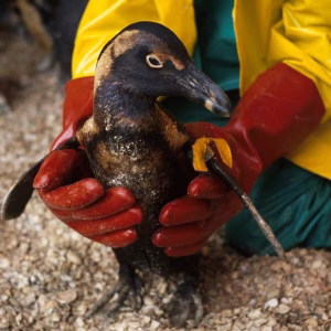 The Treasure oil spill ? one of the largest animal rescue missions in history