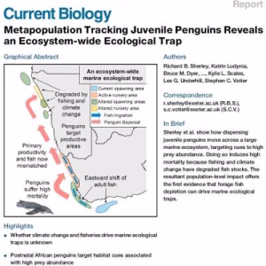Metapopulation tracking juvenile penguins reveals an ecosystem-wide ecological trap