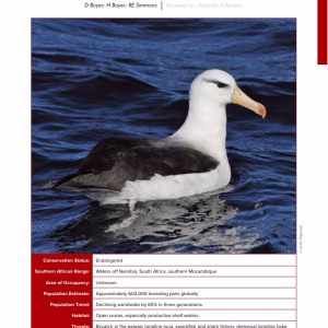 First-page preview of Black-browed Albatross — Red Data Book species account