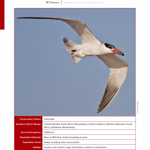 First-page preview of Caspian Tern — Red Data Book species account